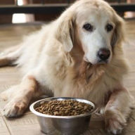 Alimentação para cães idosos