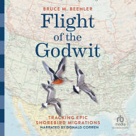Flight of the Godwit: Tracking Epic Shorebird Migrations