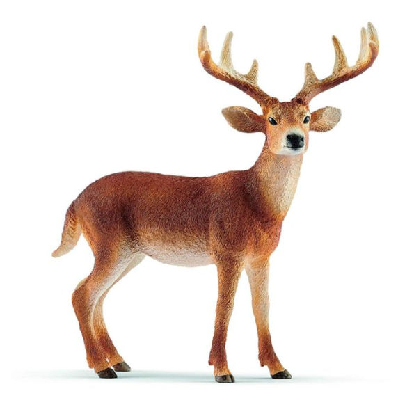 White-tailed buck