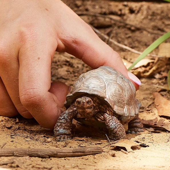 Giant Tortoise