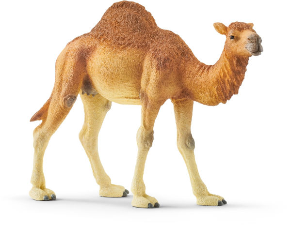 Dromedary