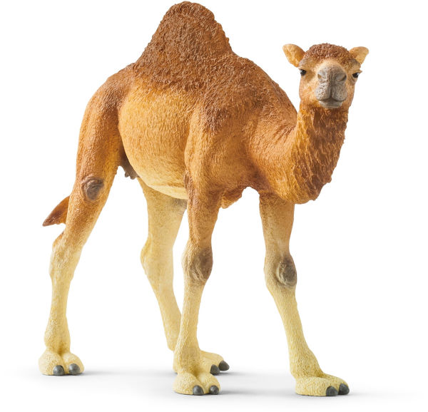 Dromedary