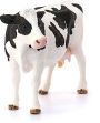 Alternative view 3 of Holstein Cow