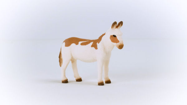 American Spotted Donkey