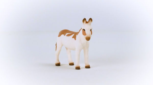 American Spotted Donkey