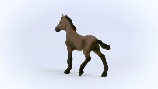 Paso Peruano Foal
