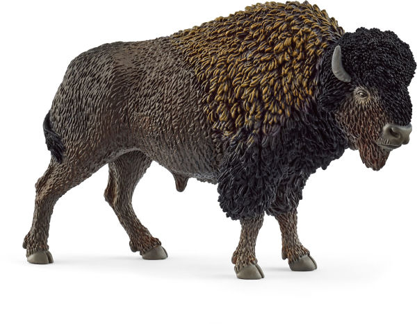 American Bison