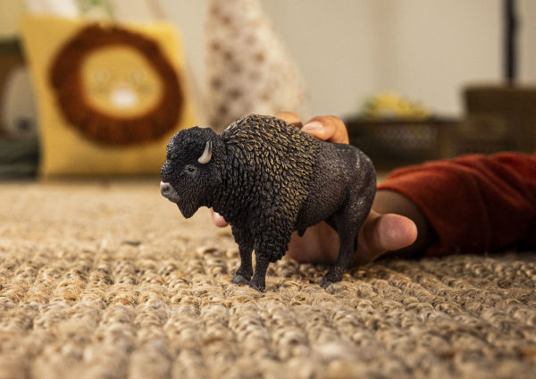 American Bison
