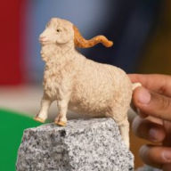 Title: Angora Goat