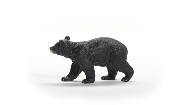American Black Bear