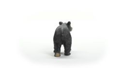 American Black Bear