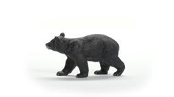 American Black Bear