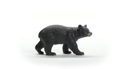 American Black Bear
