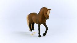 Alternative view 5 of Paso Peruano Stallion