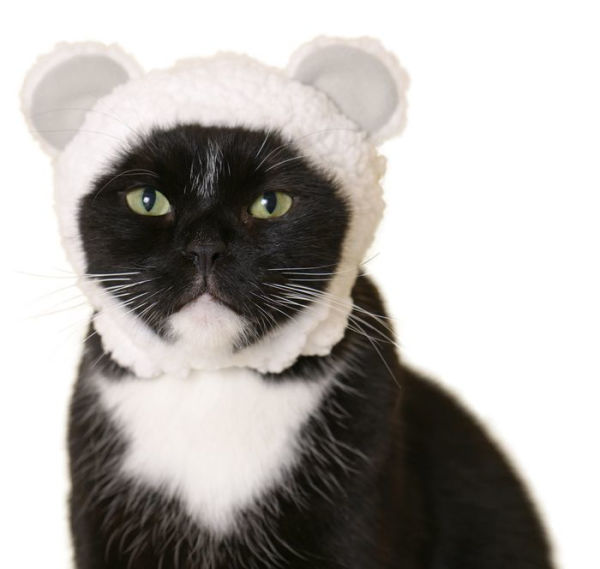 Fruit Cat Hat Blind Box – Miette