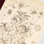 Alternative view 3 of Hobonichi Techo Accessories Hobonichi Plain Notebook (A5) - Yamazakura
