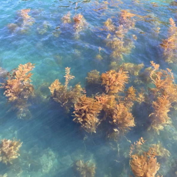 Ocean Garden
