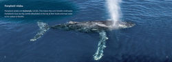 Alternative view 2 of The Journey of Humpback Whales: Band 07/Turquoise