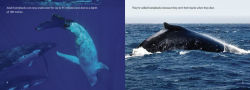 Alternative view 3 of The Journey of Humpback Whales: Band 07/Turquoise
