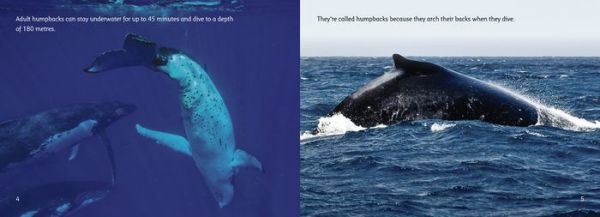 The Journey of Humpback Whales: Band 07/Turquoise