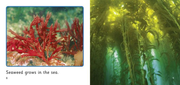 In the Sea: Band 01B/Pink B