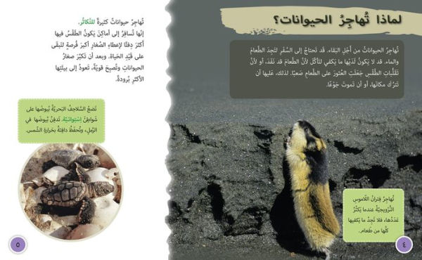 Collins Big Cat Arabic - Animal Migration: Level 13