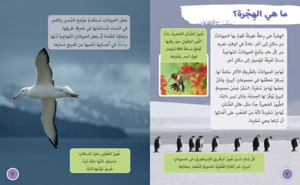 Collins Big Cat Arabic - Animal Migration: Level 13