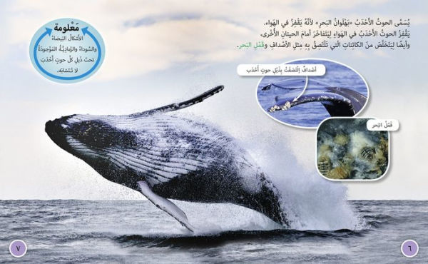 Collins Big Cat Arabic - Journey of Humpback Whales: Level 12