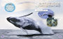 Alternative view 2 of Collins Big Cat Arabic - Journey of Humpback Whales: Level 12