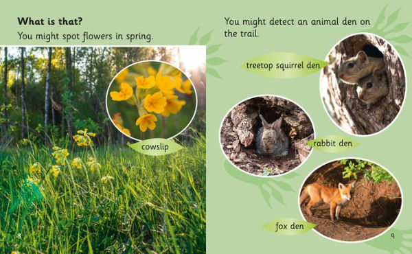 Collins Big Cat Phonics for Letters and Sounds - Non-fiction: Band 4/Blue