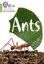 Ants: Phase 4 Set 2