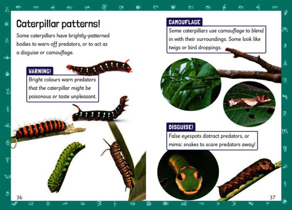 Big Cat for Little Wandle Fluency - INSECT MATHS: Fluency 5