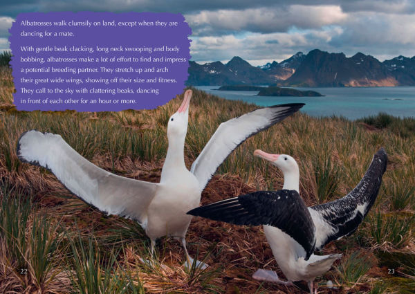 Collins Big Cat - The Story of Albatross: Band 14/Ruby