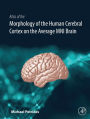 Atlas of the Morphology of the Human Cerebral Cortex on the Average MNI Brain