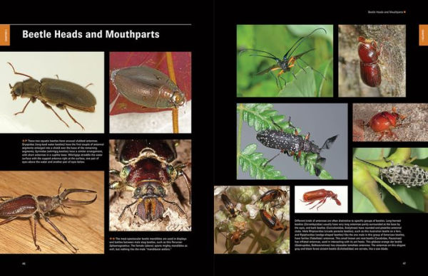 Beetles: The Natural History and Diversity of Coleoptera