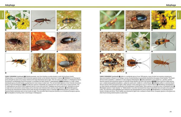 Beetles: The Natural History and Diversity of Coleoptera
