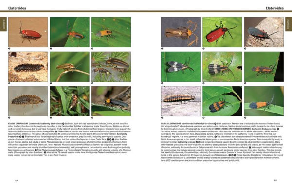 Beetles: The Natural History and Diversity of Coleoptera