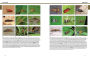 Alternative view 6 of Beetles: The Natural History and Diversity of Coleoptera