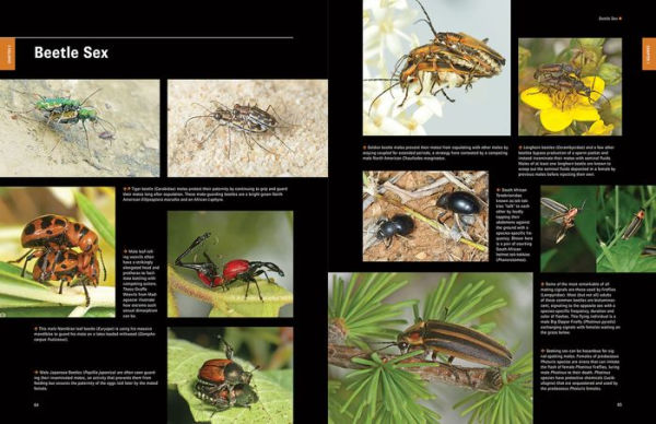 Beetles: The Natural History and Diversity of Coleoptera