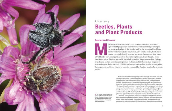 Beetles: The Natural History and Diversity of Coleoptera