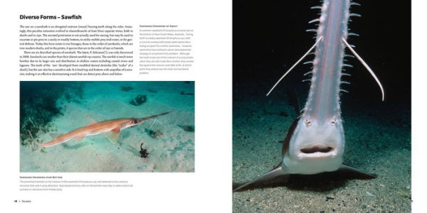 Sharks: Ancient Predators a Modern Sea