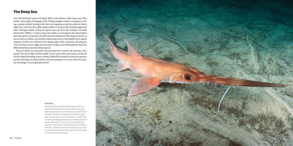 Sharks: Ancient Predators a Modern Sea