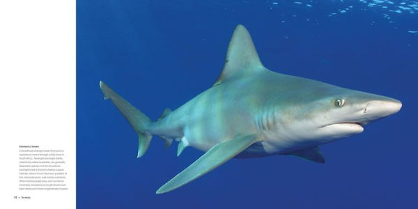 Sharks: Ancient Predators a Modern Sea