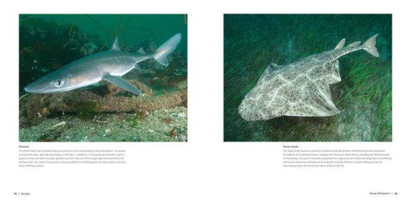 Sharks: Ancient Predators a Modern Sea