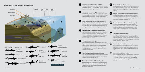 Sharks: Ancient Predators a Modern Sea