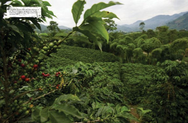 The World Atlas of Coffee: From Beans to Brewing -- Coffees Explored, Explained and Enjoyed