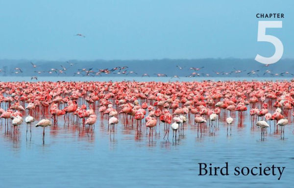 The Handbook of Bird Families