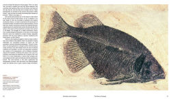 Alternative view 11 of Extinction and Evolution: What Fossils Reveal About the History of Life