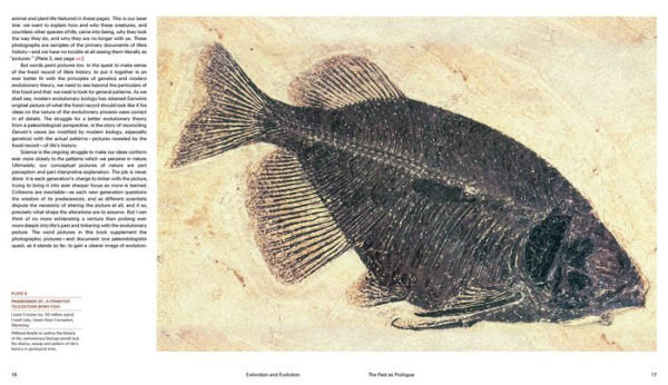 Extinction and Evolution: What Fossils Reveal About the History of Life