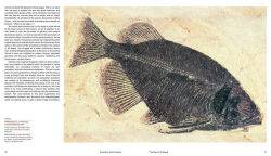 Alternative view 2 of Extinction and Evolution: What Fossils Reveal About the History of Life